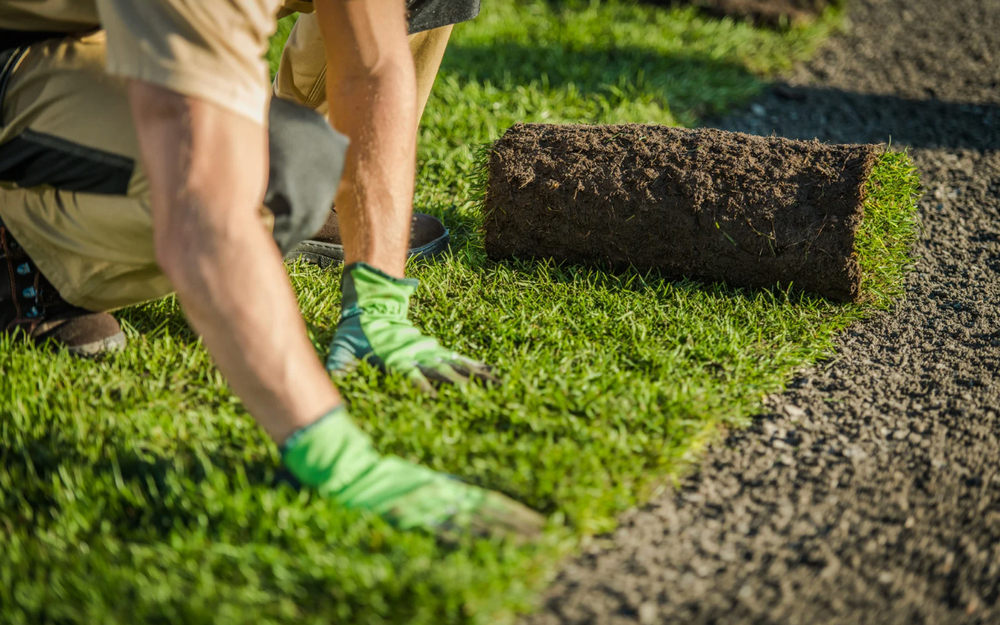 Fresh premium turf rolls ready for delivery
